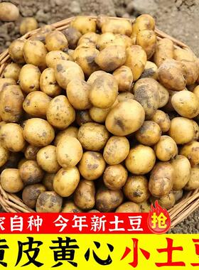 新鲜黄心小土豆新鲜迷你