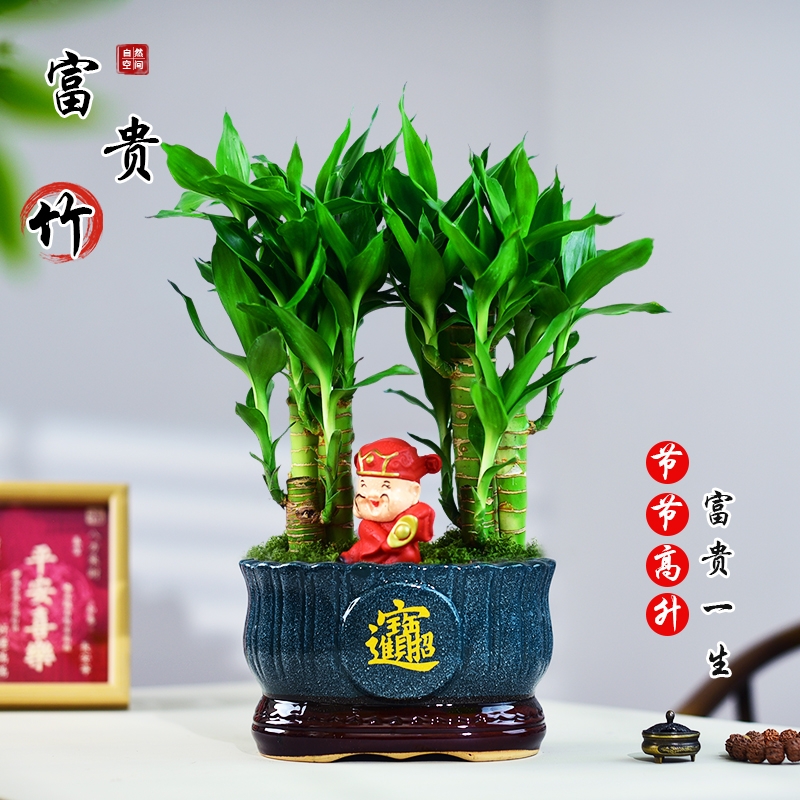 富贵竹盆栽节节植物盆景办公室客厅桌面绿植好养招财摆放开花大盆