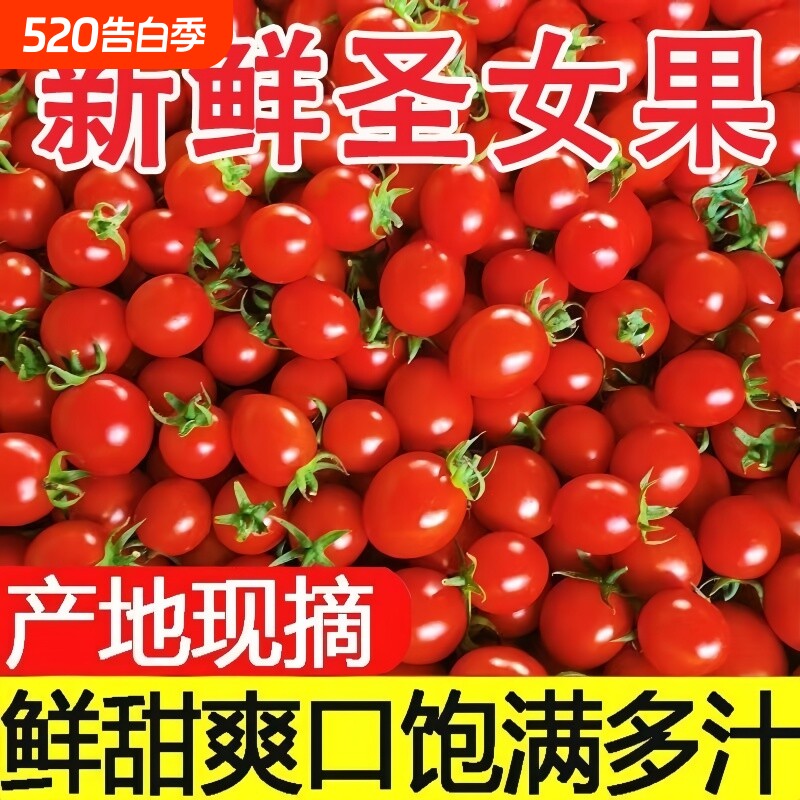 圣女果新鲜现摘小番茄当季千禧圣女果小西红柿超甜孕妇水果整箱