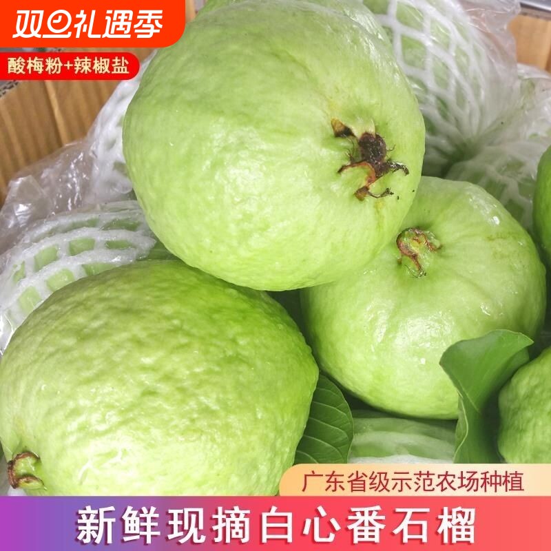 广东白心番石榴芭乐脆甜低糖孕妇当季水果新鲜采摘批发包邮分