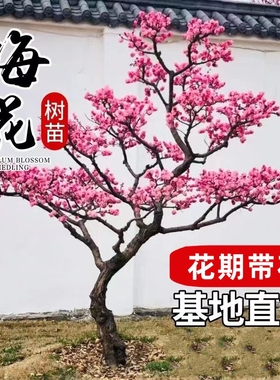 梅花树苗庭院盆栽耐寒红梅腊梅地栽盆景四季花卉植物开花种植阳光