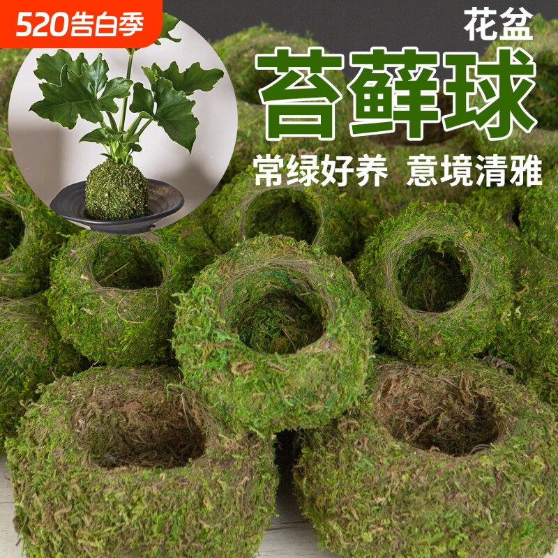 苔藓球花盆水培米竹苔藓球盆栽微景观青苔盆红磷蕨狼尾蕨专用花盆