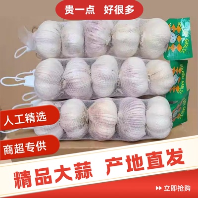 山东精品紫皮大蒜条装超大果