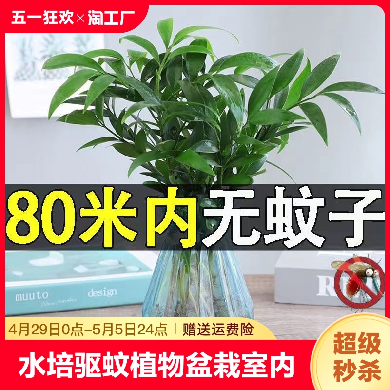 水培驱蚊竹柏水养植物盆栽绿植室内花卉客厅办公桌好养四季常青