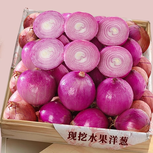 新鲜水果洋葱农家现挖生吃脆甜紫皮圆葱头蔬菜新鲜洋葱水果生吃