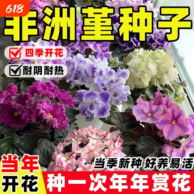 非洲堇种子重瓣紫罗兰花种籽多年生开花盆栽四季易活阳台庭院花苗