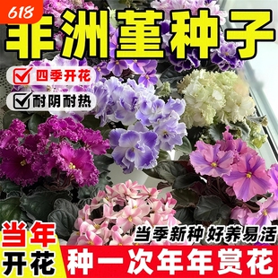 非洲堇种子重瓣紫罗兰花种籽多年生开花盆栽四季易活阳台庭院花苗