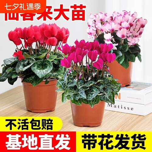 仙客来花苗盆栽带花苞重瓣长寿花卉四季开花好养植物鲜花大花小苗