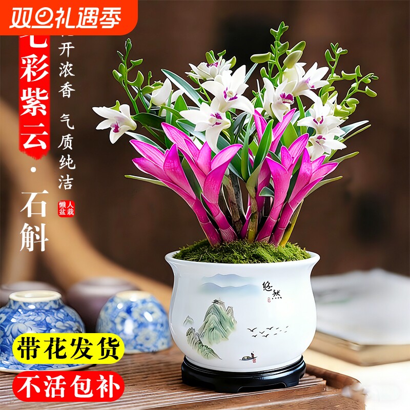 七彩香水石斛兰花净化空气水培开花盆栽花卉带花紫云泼墨冬季凤羽