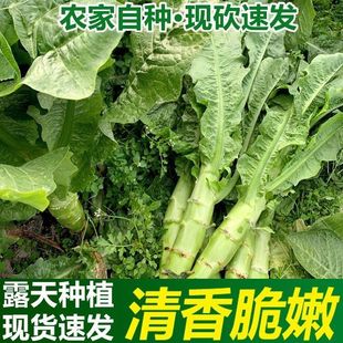 云南玉溪农家本地新鲜现砍莴笋青莴苣绿心莴笋土莴笋笨莴笋新莴笋