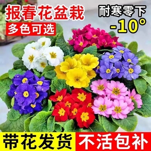 报春花盆栽带花苞重瓣耐寒冬季室内外四季花卉年宵花植物大花庭院