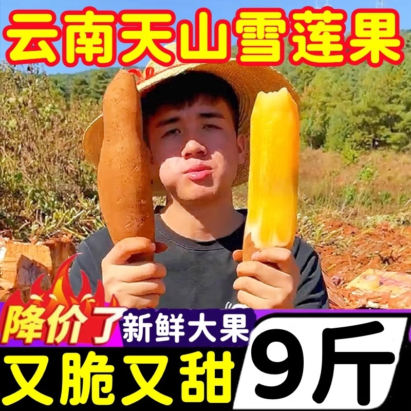正宗云南天山雪莲果红泥沙黄心新鲜脆甜可口水果现挖9斤包邮批发