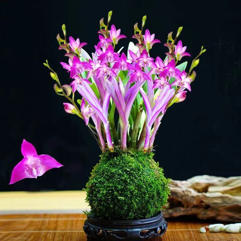 净化空气七彩香水石斛兰新品水培开花浓香室内桌面绿植盆栽花卉