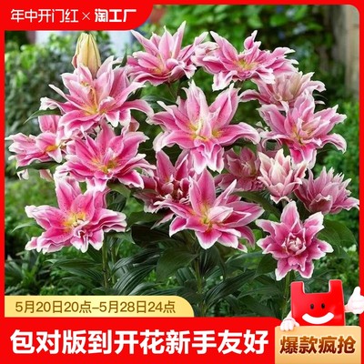 重瓣香水百合花种球四季开花好养易活盆栽鲜花花卉种子土培园艺