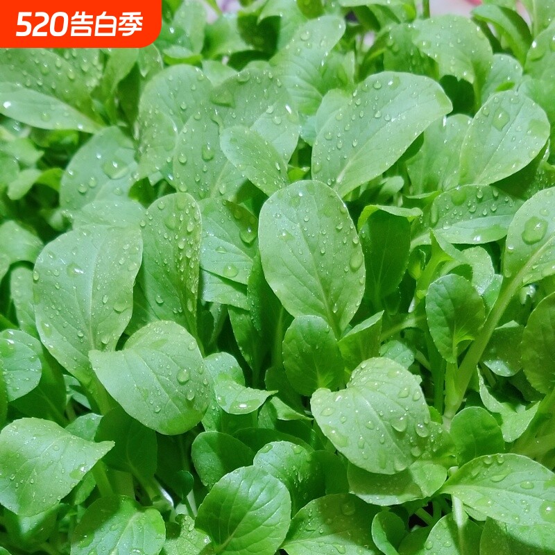 鸡毛菜种子种籽四季小白菜青菜上海青蔬菜菜籽菜种孑大全籽种大叶