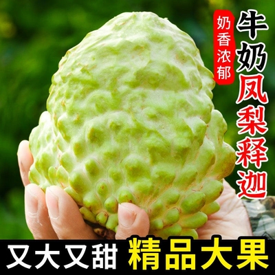 新鲜凤梨释迦果牛奶荔佛头摩尼果