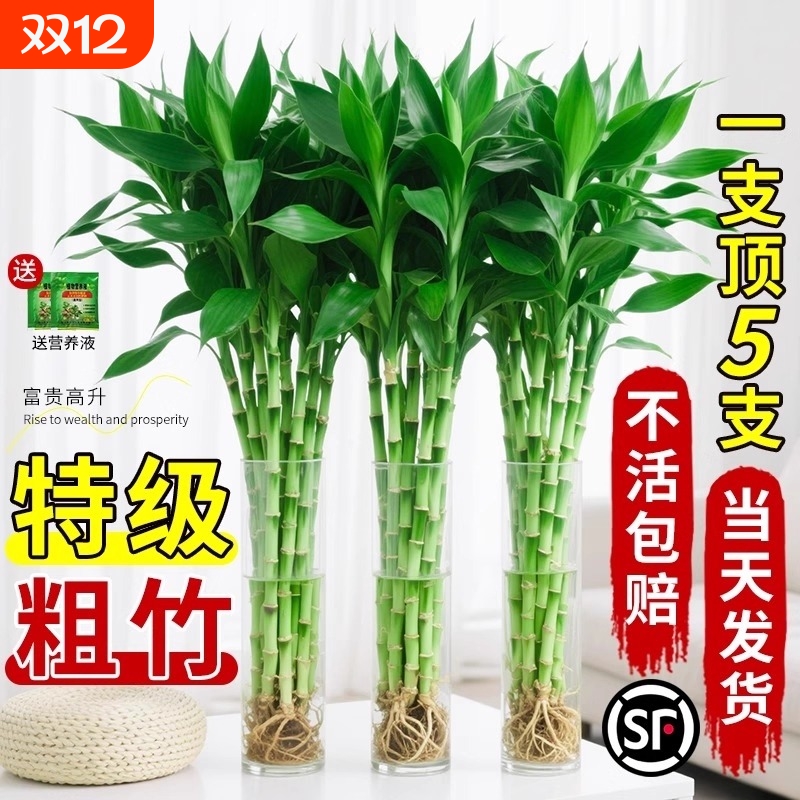 富贵竹水培植物粗杆带根水养绿植室内客厅水生招财转运竹子好养活