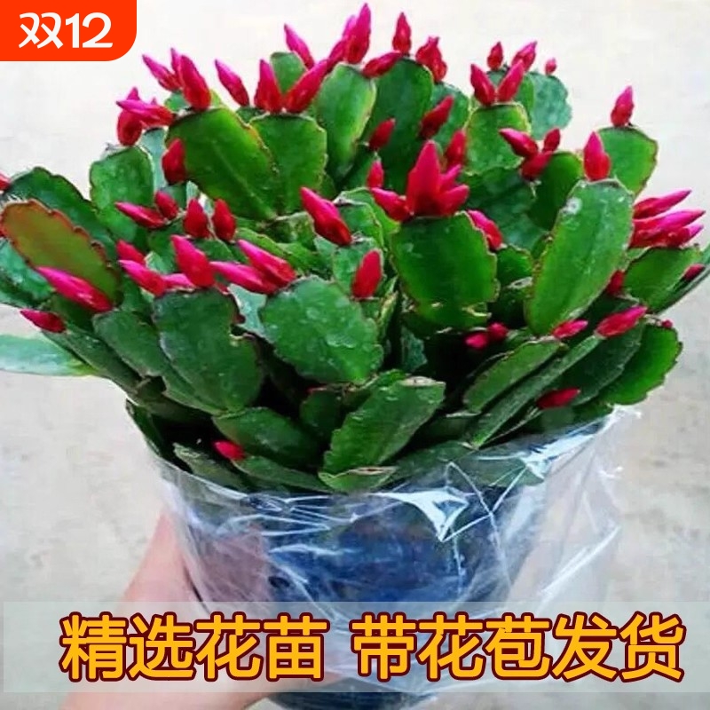 精品【带花苞】蟹爪兰多色盆栽四季家养花卉办公桌面庭院多肉绿植