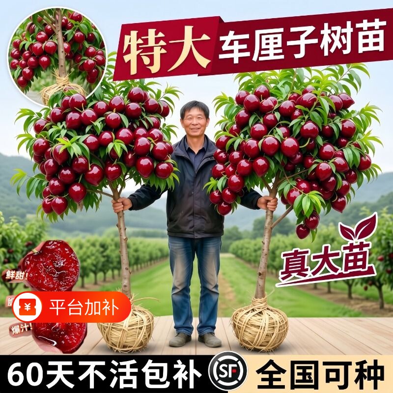 车厘子树苗樱桃树苗南方北方种植盆栽庭院果树矮化樱桃树大樱桃苗