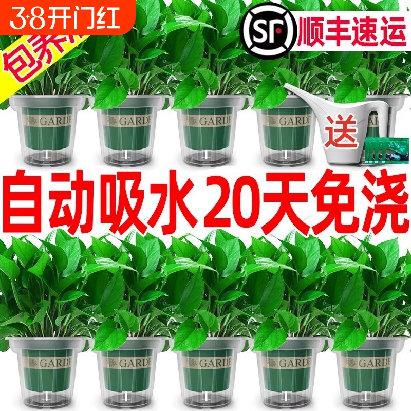 绿萝室内盆栽花卉植物甲醛绿植水培长藤客厅好养办公室新房阳台