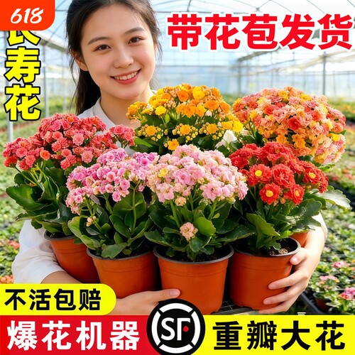 优选复瓣长寿花盆栽重瓣特大A花苗好养易活室内花卉植物四季开.