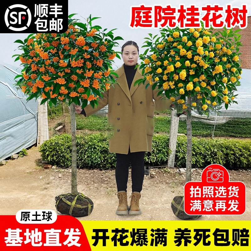 桂花树苗大树四季桂盆栽