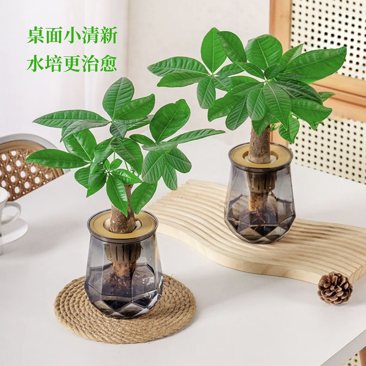 水培植物发财树盆栽万年萝室内绿植好养植物客厅净化空气花卉好物