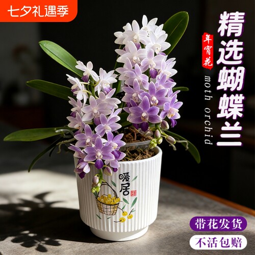 蝴蝶兰花苗带花剑花苞盆栽兰花大苗室内桌面花卉樱花蓝星小茴紫