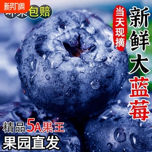 现摘蓝莓鲜果花香蓝莓野生蓝莓新鲜水果怡颗梅l25大果整箱顺丰