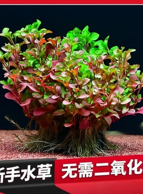 红波坨草 鱼缸装饰 淡水懒人草 红色中后景 自带泥坨 易活净水