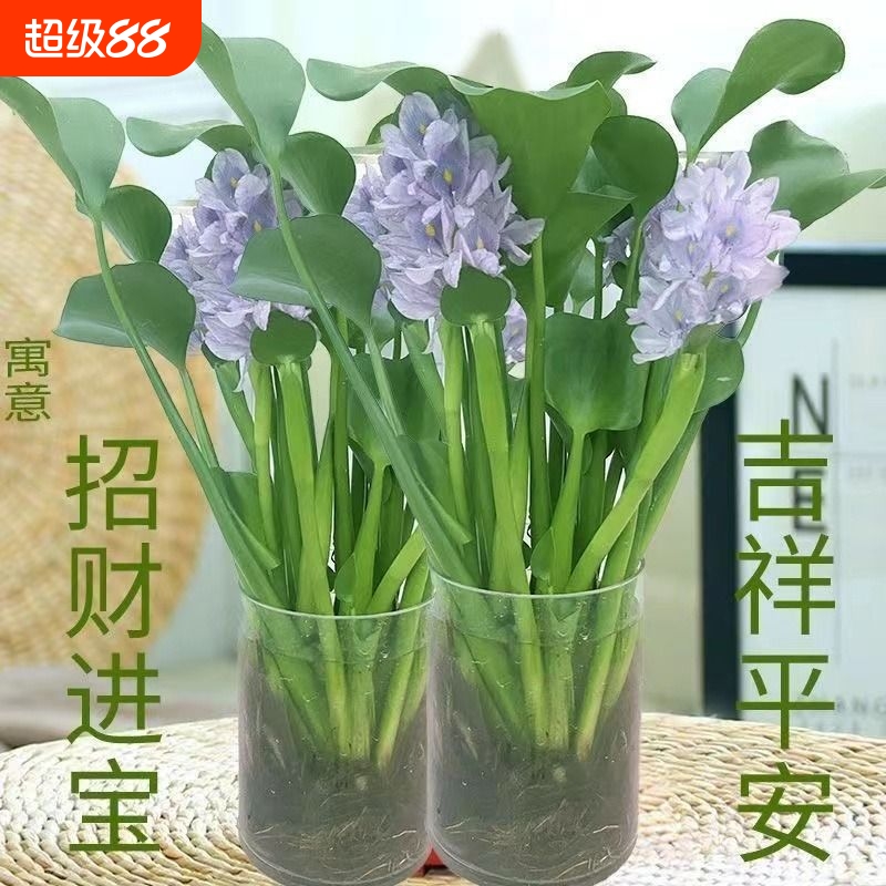 懒人水培植物花卉盆栽四季绿植花苗室内客厅水养水培花卉水养桌面