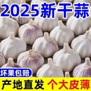山东金乡直发2025干大蒜头新鲜蔬菜无添加