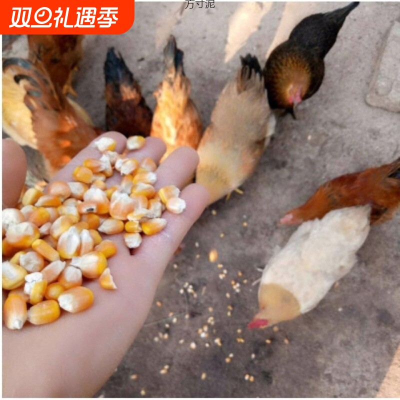 东北大玉米粒干玉米喂猪鸡鸭鹅鸟家禽饲料鸽子粮钓鱼打窝粮食散装