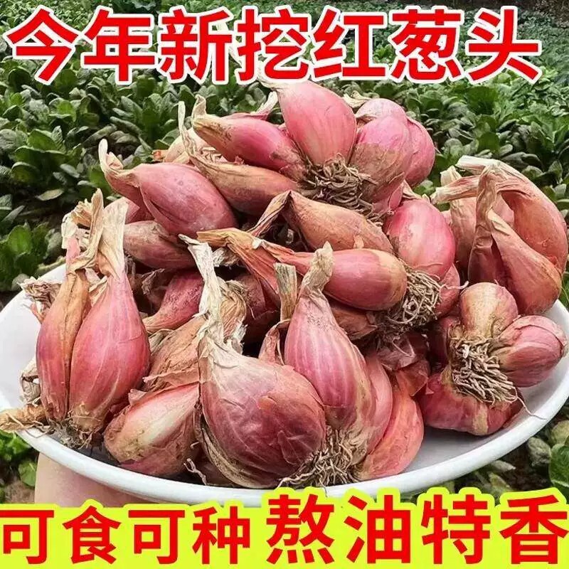 红葱头香葱头火葱头蔬菜苗绿植种苗阳台盆栽室内种植农家自种香葱