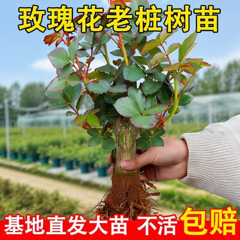 玫瑰花苗玫瑰花老桩盆栽花卉多季节开花植物月季老根阳台四季庭院图片