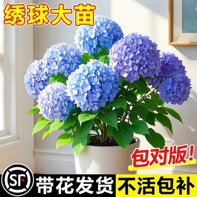 无尽夏绣球花苗|超4000次加购