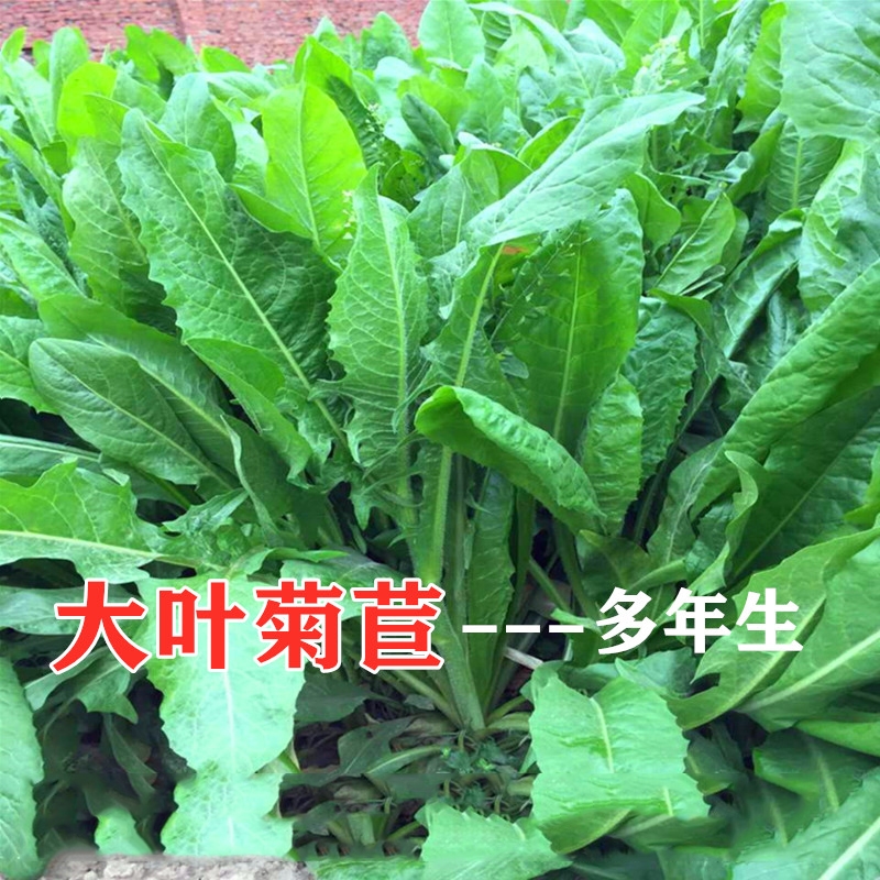 菊苣草种籽大叶多年生兔子四季