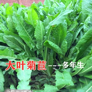 牧草种子 菊苣草种籽大叶多年生兔子草种猪种籽牛鱼鸡鸭鹅养殖四季