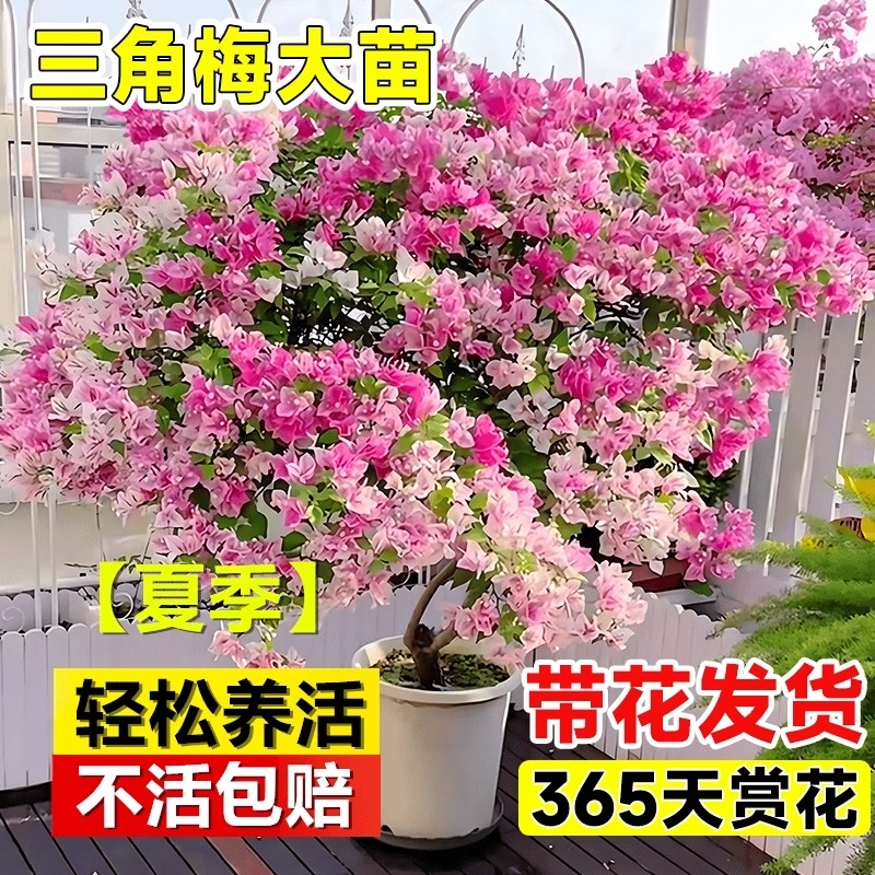 三角梅漳盆栽红绿樱云南紫带花四季开花植物阳台庭院好养活花卉