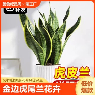 虎皮兰绿植室内好养多肉植物金边虎尾兰花卉客厅水培懒人盆栽含盆