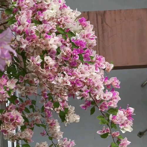 重瓣三角梅小苗绿樱漳红樱卡亚塔四季开花盆栽阳台庭院露台花卉