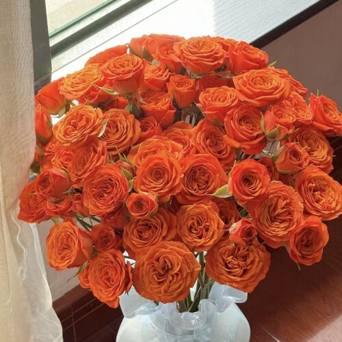 橙色芭比多头玫瑰泡泡云南斗南鲜花基地直发昆明花卉市场批鲜切花