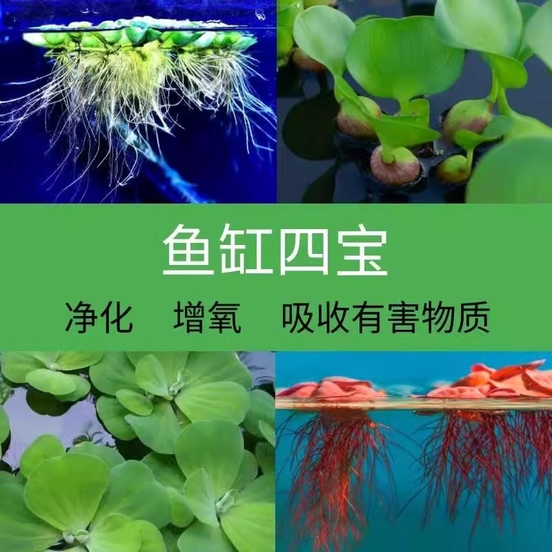 水草植物鱼缸真草造景生态全套摆件养鱼水培净化绿植增氧铺底阴性