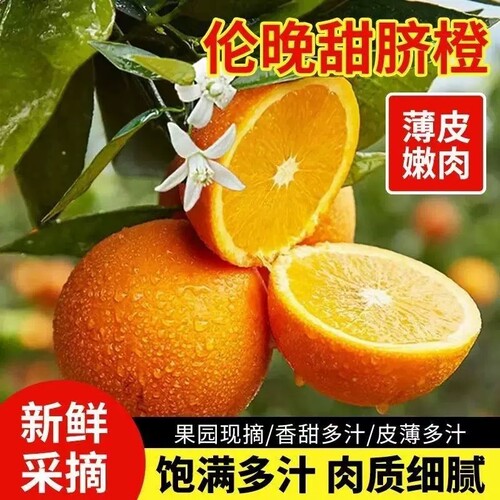 正宗湖北秭归伦晚脐橙橙子旗官方旗舰店新鲜水果甜现摘春橙大果