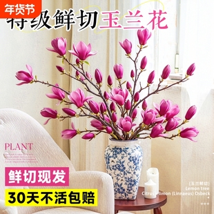 玉兰花鲜切枝带花苞水培绿植室内桌面插花鲜枝耐寒好养年宵花盆栽