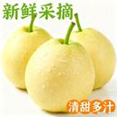 非砀山梨雪梨 新鲜水果清甜多汁 正宗鸭梨 脆嫩爽口爆汁现摘现发