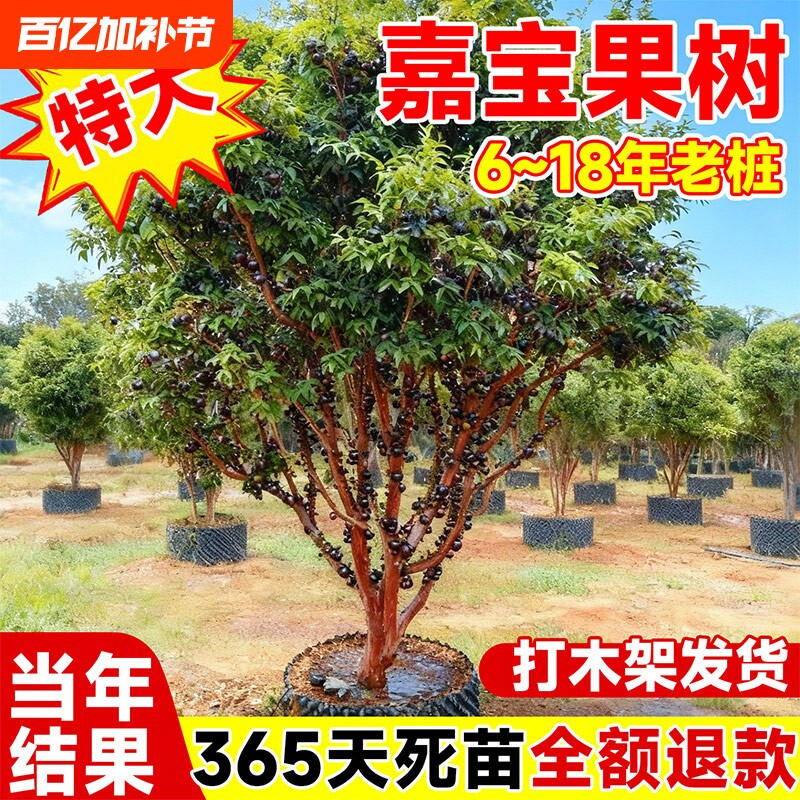 正宗嘉宝果树苗老桩嫁接沙巴艾斯卡树葡萄四季庭院种植结果红妃