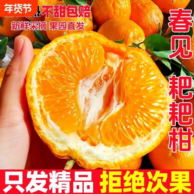 四川春见耙耙柑新鲜水果当季整箱新鲜橘子丑柑橘粑粑柑桔大果包邮,水产肉类/新鲜蔬果/熟食,桔子,淘宝优惠券,粉丝福利购,淘宝优惠卷