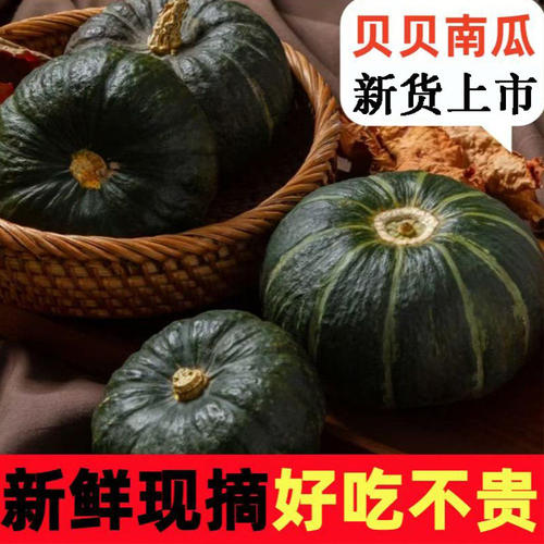 新货贝贝南瓜新鲜粉糯板栗味