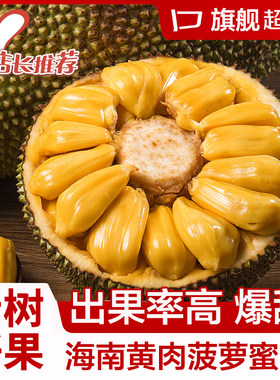 海南三亚黄肉菠萝蜜新鲜水果波罗蜜当季一整个10-40斤整箱包邮红